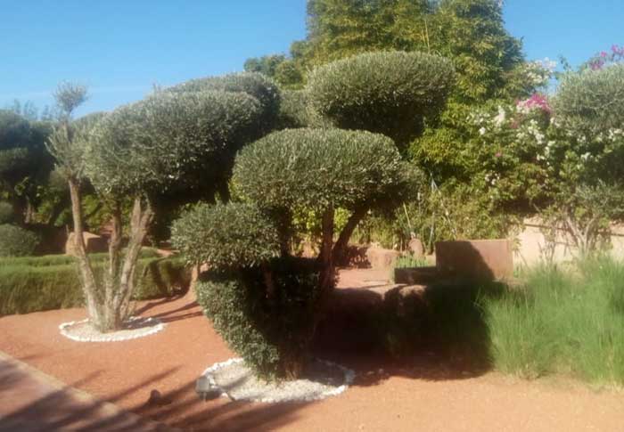 Egalage-des-arbres