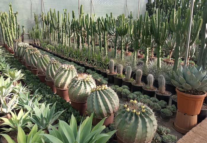 Soins-des-Plantes-2